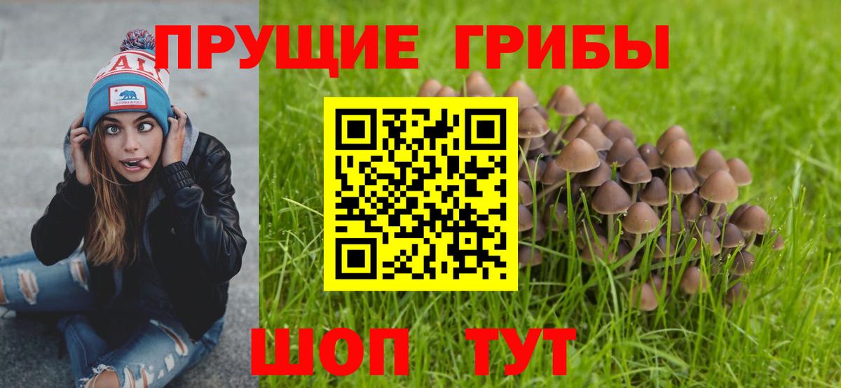Псилоцибиновые грибы Psilocybine cubensis Петропавловск-Камчатский